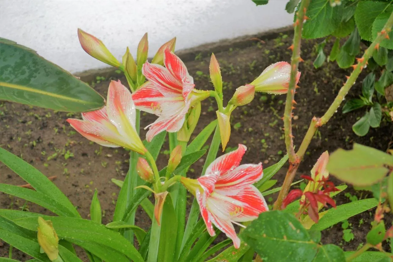 Dimora D'Estate 호텔 밀라초 게스트하우스